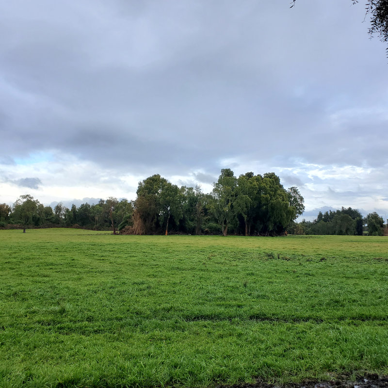 346 campo en venta 800 ha Valdivia invertir en terrenos en chile (15)