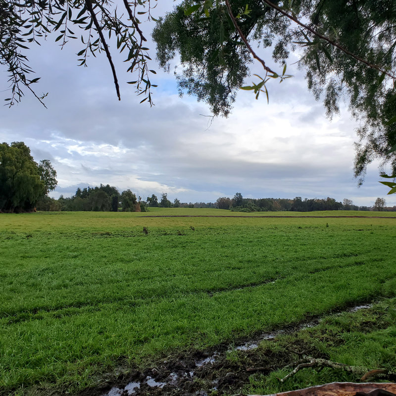 346 campo en venta 800 ha Valdivia invertir en terrenos en chile (16)