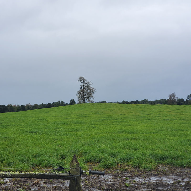 346 campo en venta 800 ha Valdivia invertir en terrenos en chile (42)